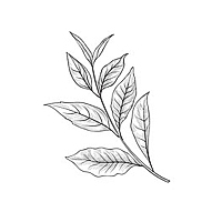 Frunze de ceai alb