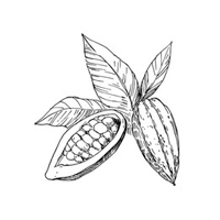 Unt de semințe de cacao