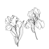 Extract de rădăcină de Iris Florentina